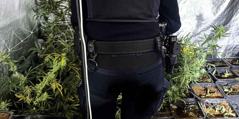 HZA-OL: Guter Riecher: Zoll hebt Cannabisplantage im Rheiderland aus - Foto: presseportal.de