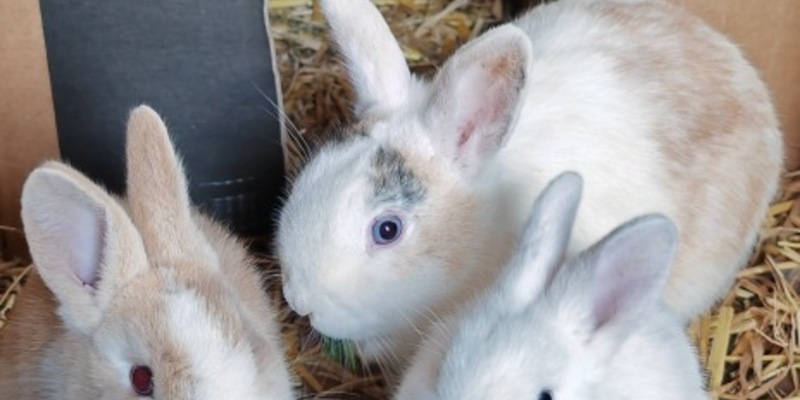 POL-RZ: Zwergkaninchen ausgesetzt - Polizei ermittelt wegen Verstoßes gegen das Tierschutzgesetz - Foto: presseportal.de