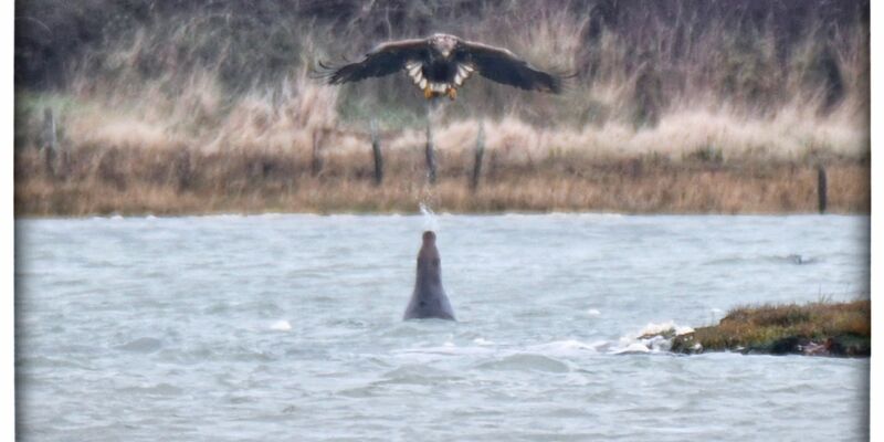 Eine Robbe spuckt Wasser auf einen Adler. - Foto: Clare Jacobs/Universität Portsmouth/dpa