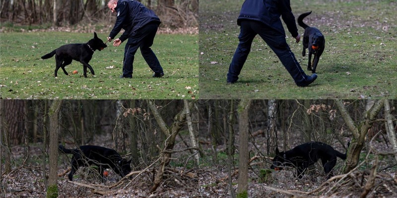 HZA-BS: Verstärkung auf vier Pfoten in der Kontrolleinheit Verkehrswege Göttingen / Schäferhündin Berta besteht Leistungsprobe und wird offiziell Teil der Zollverwaltung - Foto: presseportal.de