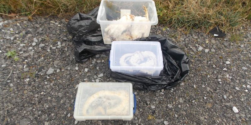 Die gefundenen Tiere waren in Kisten, Müllsäcken und Kissenbezügen verpackt. - Foto: Rspca/PA Media/dpa