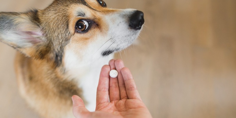 Tiergesundheit: Auf die richtigen Arzneimittel kommt es an - Foto: presseportal.de