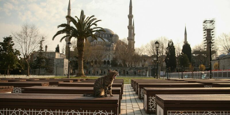 In Istanbul leben viele Straßenkatzen. - Foto: Emrah Gurel/AP/dpa
