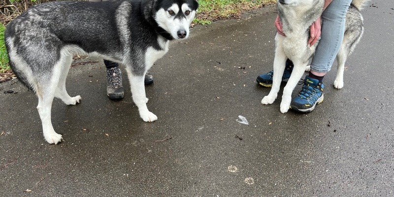 POL-WES: Rheinberg - Polizei sucht Besitzer zweier Huskies - Foto: presseportal.de