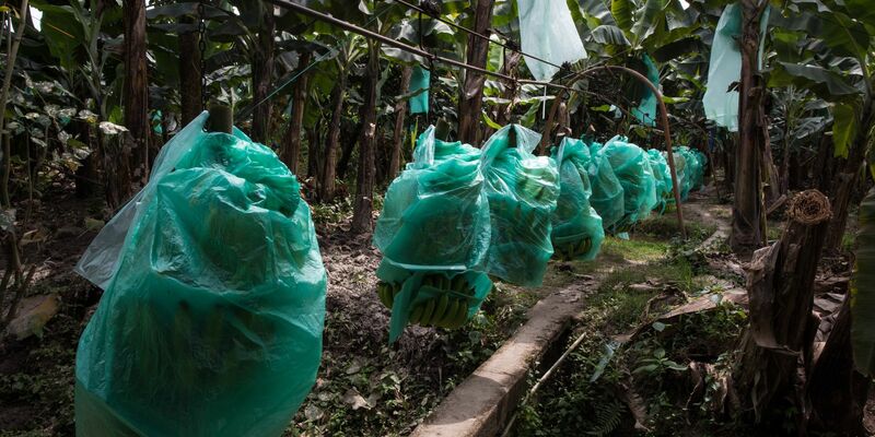 Bananen wachsen meist mit geringen Produktionskosten in Süd- und Mittelamerika, hier in Ecuador. Doch es gibt Probleme im Anbau. - Foto: David Diaz/dpa