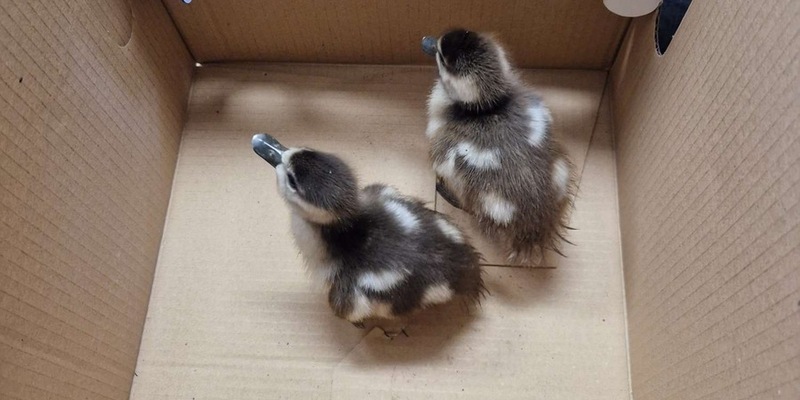 POL-OG: Rastatt - Tick und Trick auf Entdeckungstour - Foto: presseportal.de