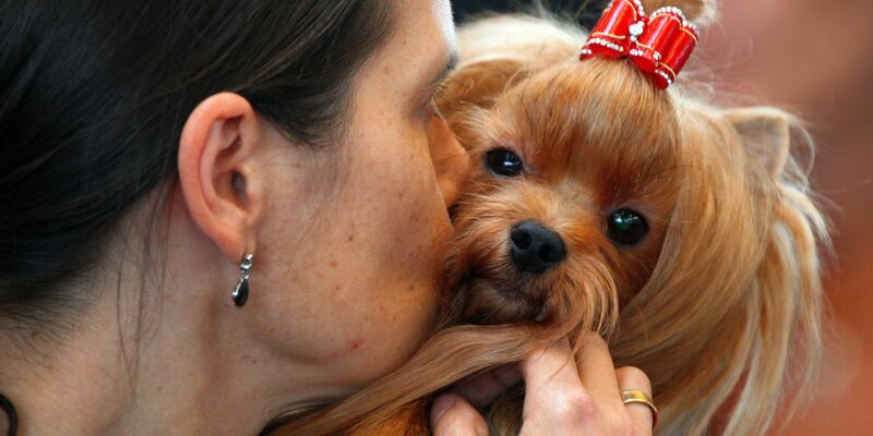 Experten zufolge senden Hunde deutliche Signale - aber der Mensch missachtet sie auch. - Foto: Jens Büttner/dpa