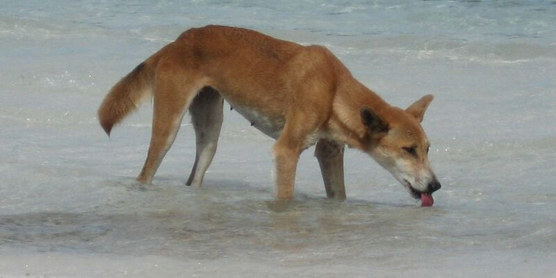 Immer wieder kommt es auf K'gari zu Zwischenfällen mit Dingos. - Foto: Fraser Island Dingo Preservation/AAP/dpa