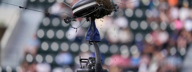 Bienen umschwirren eine Kamera in Indian Wells. - Foto: Mark J. Terrill/AP/dpa