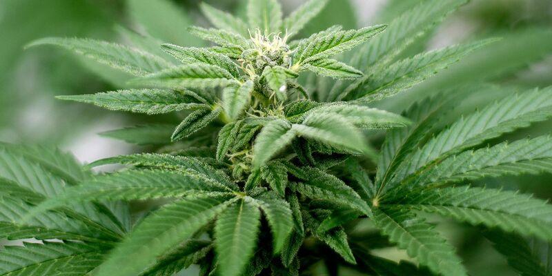 Das Cannabis-Gesetz ist umstritten. - Foto: Matt Masin/Zuma Press/dpa