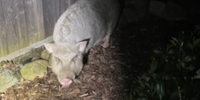 POL-ROW: Unfallflucht Lindenstraße+++Folgenschwerer Unfall auf B 71+++Schweinerei in der Verdener Straße - Foto: presseportal.de