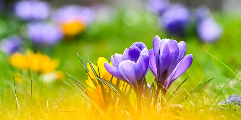Blühende Krokusse und Sonne zum Frühlingsstart. - Foto: Jens Kalaene/dpa