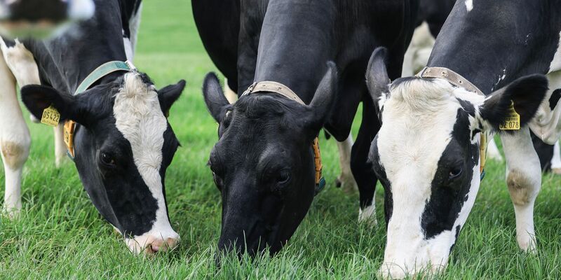 Einer Studie zufolge hat die Grasfütterung von Kühen positive Auswirkungen auf das Klima. - Foto: Oliver Berg/dpa