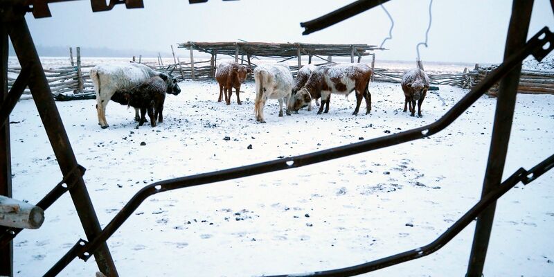 Die Mongolei wurde von einem extremen Wintereinbruch heimgesucht, dem viele Tiere zum Opfer fielen. - Foto: Davaanyam Delgerjargal/dpa
