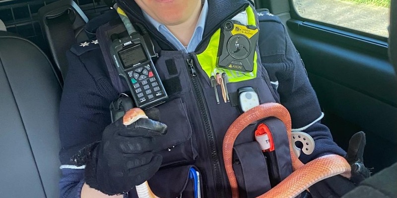 POL-NE: Festnahme der etwas anderen Art - Foto: presseportal.de