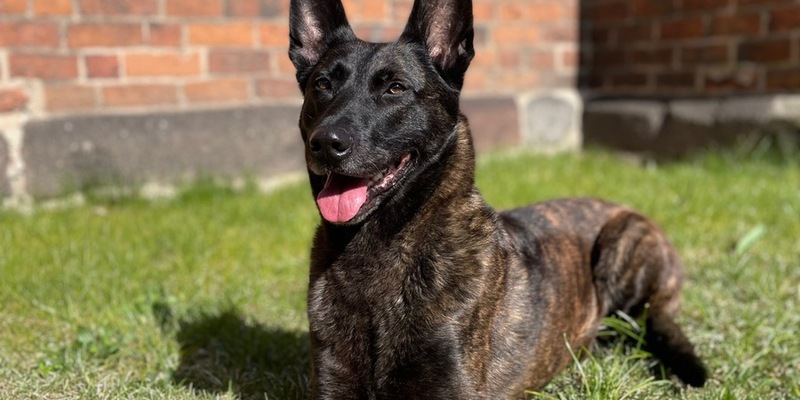 POL-NB: Mutter gibt Tochter Drogen - Star der Durchsuchung hat vier Pfoten - Foto: presseportal.de