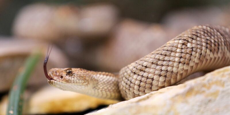 Eine giftige Aruba Klapperschlange in ihrem Terrarium im Terrazoo Rheinberg. - Foto: Roland Weihrauch/dpa