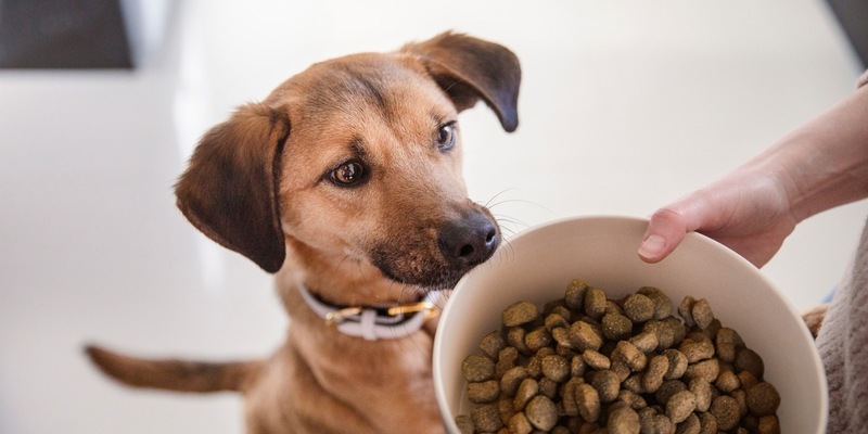 Nur das Beste für meinen Hund / Mehrheit der Deutschen legt mehr Wert auf Hundenahrung als auf ihre eigene Ernährung - Foto: presseportal.de
