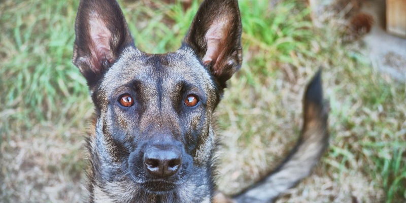 POL-K: 240812-5-K Polizeihund findet KiTa-Einbrecher auf einem Baum - Haftrichter - Auch die Beute spürte Diensthund Mayla auf - Foto: presseportal.de