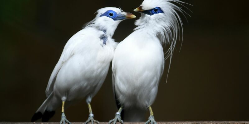 Balistare gelten als vom Aussterben bedroht. - Foto: Holger Hollemann/dpa