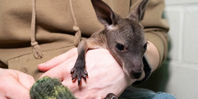 Das Känguru-Baby «Mäuschen» lebt ein im Stralsunder Zoo derzeit in einem Jutebeutel. - Foto: Stefan Sauer/dpa