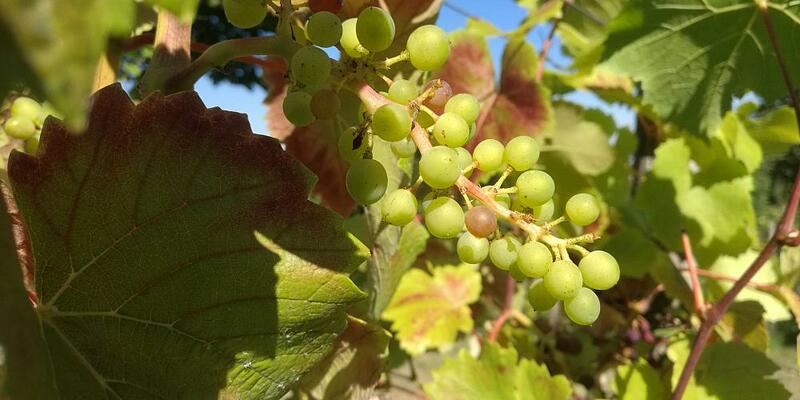 Weinstock (Archiv) - Foto: über dts Nachrichtenagentur