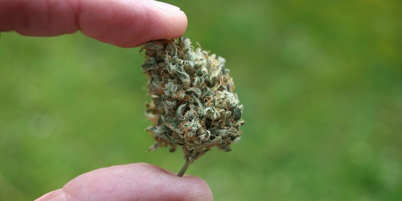 Jeder zweite Bundesbürger stört sich an dem typischen Geruch von Cannabis-Rauch. - Foto: Karl-Josef Hildenbrand/dpa