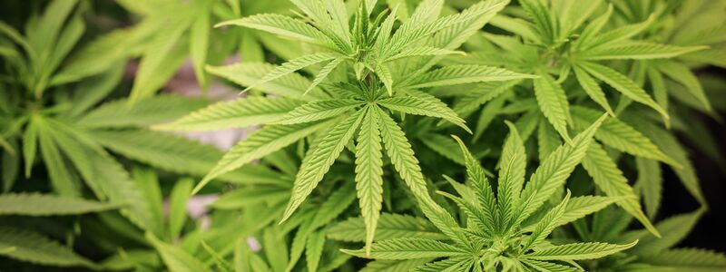 Cannabis-Anbau soll bald in größerem Stil anlaufen. - Foto: Christian Charisius/dpa