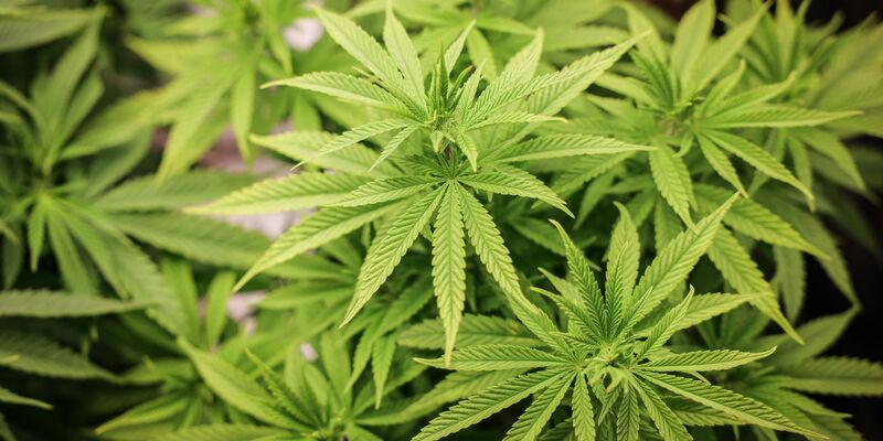 Chemiearbeitgeber und Gewerkschaften sprechen sich für eine Null-Toleranz-Politik für Cannabis am Arbeitsplatz aus. - Foto: Christian Charisius/dpa