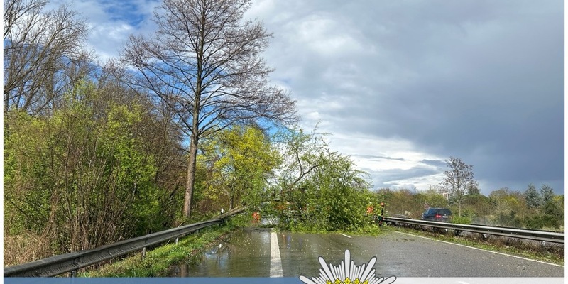 POL-PDNW: Polizeiautobahnstation Ruchheim - Baum blockiert kurzzeitig die B9 in Richtung Speyer - Foto: presseportal.de