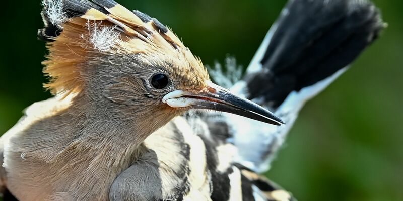 Ein Wiedehopf wird von einem Vogelberinger in Sielmanns Naturlandschaft Do?beritzer Heide in der Hand gehalten, um die Küken im Nest beringen und wiegen zu können. - Foto: Jens Kalaene/dpa