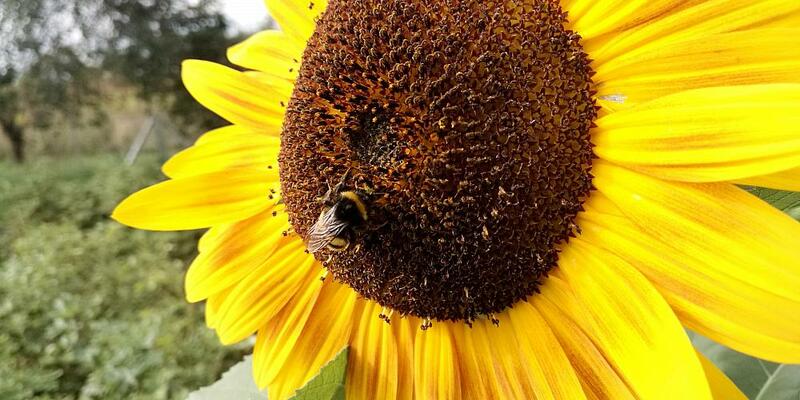 Hummel bestäubt Sonnenblume (Archiv) - Foto: über dts Nachrichtenagentur