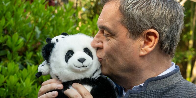 Markus Söder herzt einen Plüsch-Panda. - Foto: Peter Kneffel/dpa