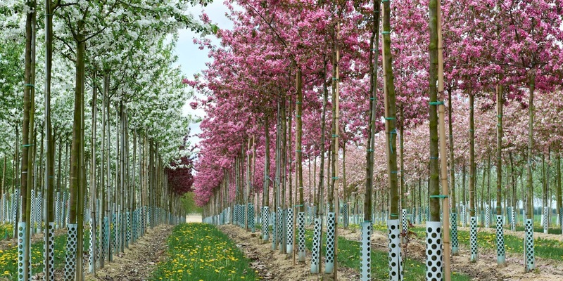 Gärtnerinnen und Gärtner aufgepasst: Woran erkennen Sie Qualität von Pflanzen und Gehölzen? Empfehlungen für Privatgärten sowie öffentliches Grün - Foto: presseportal.de