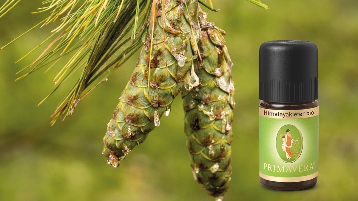 Neu und exklusiv: Himalayakiefer aus Bhutan - Foto: presseportal.de