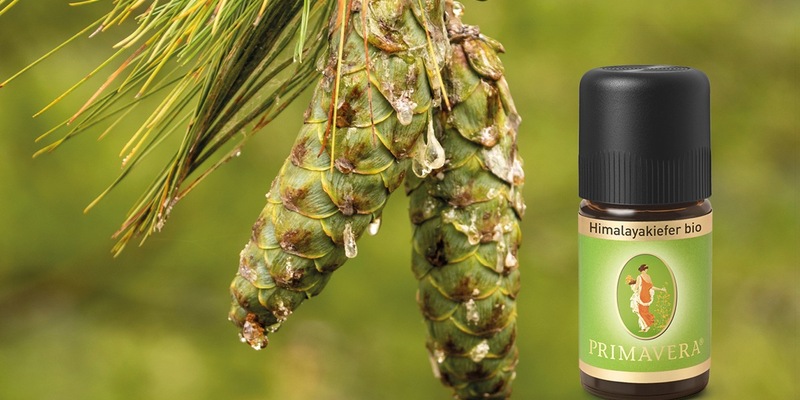 Neu und exklusiv: Himalayakiefer aus Bhutan - Foto: presseportal.de