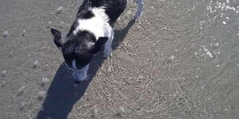 POL-HI: Zeugenaufruf nach Diebstahl eines Hundes - Foto: presseportal.de