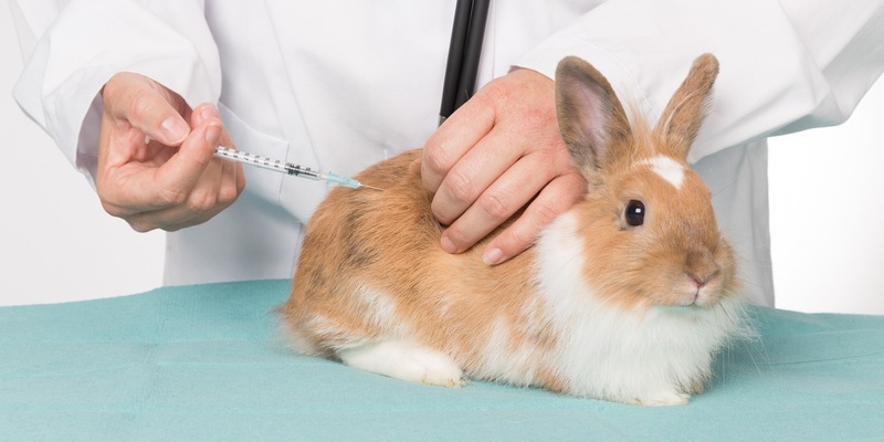 Impfschutz für Langohren: Krankheitsvorbeuge schützt Kaninchen vor schweren Erkrankungen - Foto: presseportal.de