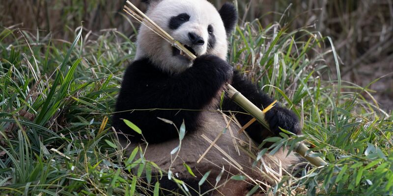 Pandaweibchen Meng Meng lässt es sich im Zoo Berlin schmecken. - Foto: Paul Zinken/dpa