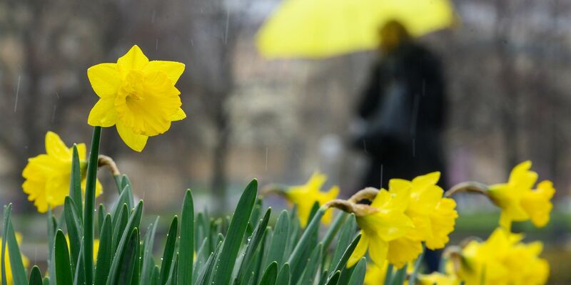 Die Narzissen könnten am Karfreitag nass werden - zumindest wenn sie in der Mitte Deutschlands blühen. - Foto: Sebastian Gollnow/dpa
