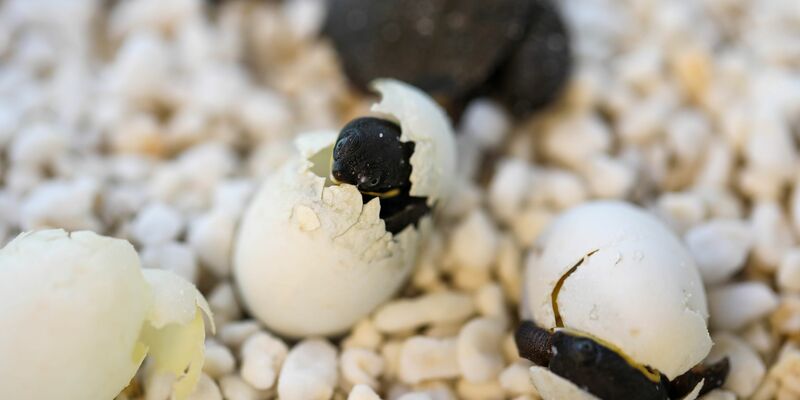 Kurz vor Ostern schlüpften die ersten Exemplare, wie die Organisation Aussie Ark mitteilte. - Foto: Aussie Ark/Australian Reptile Park/dpa