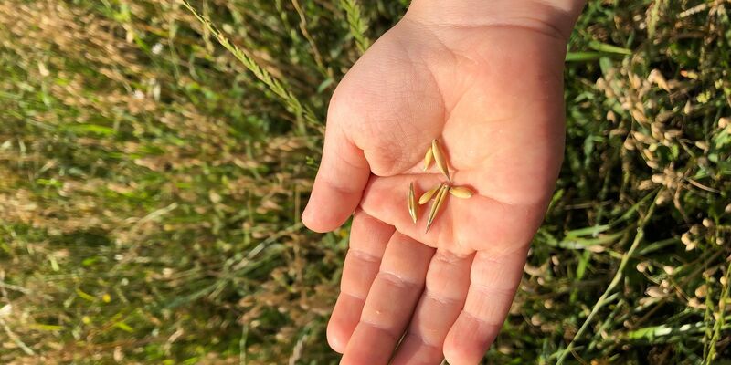 Hafer ist gefragt - als Zutat fürs Müsli etwa, als Brei oder als Haferdrink. - Foto: Kathrin Zeilmann/dpa