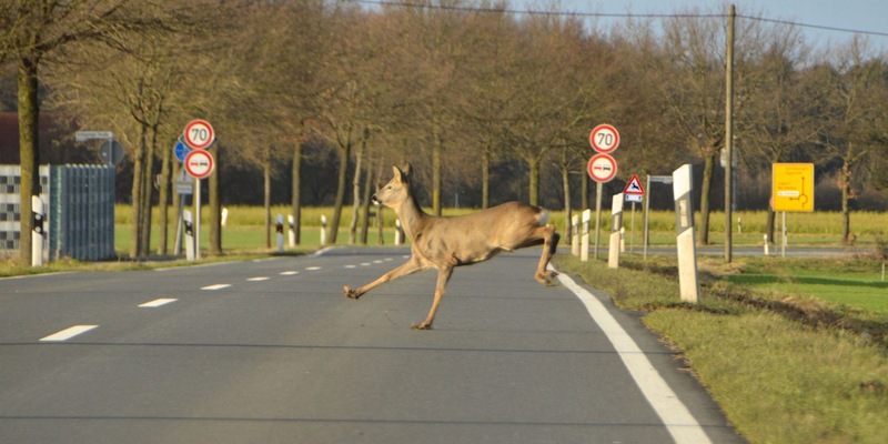 ADAC warnt: Hohes Wildunfall-Risiko durch Umstellung auf Sommerzeit / Wildwechsel meist in der Dämmerung / Fahrweise vor allem an Wäldern und Wiesen anpassen - Foto: presseportal.de