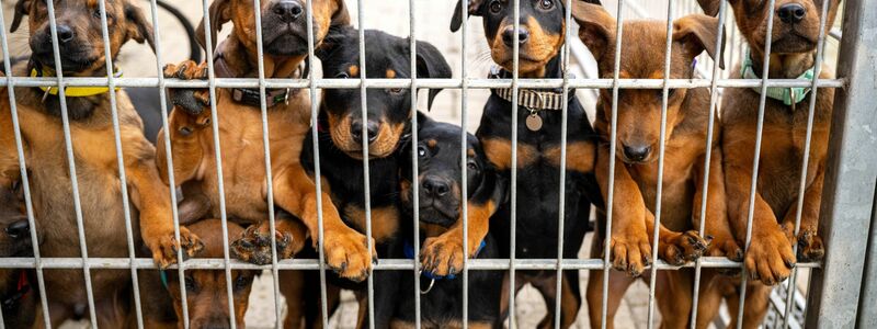 Hunde lehnen an dem Gitter eines Zwingers in einem Tierheim. Viele deutsche Tierheime sind überfüllt, manche haben sogar einen Aufnahmestopp verhängt. - Foto: Sina Schuldt/dpa