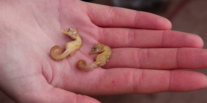 Diese zwei Kurzschnäuzigen Seepferdchen («Hippocampus hippocampus») wurden auf Wangerooge gefunden. - Foto: Peter Kuchenbuch-Hanken/dpa