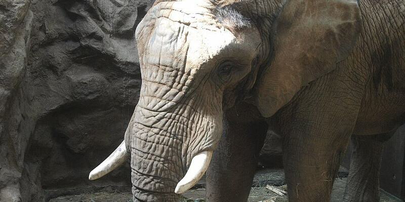 Elefant (Archiv) - Foto: über dts Nachrichtenagentur