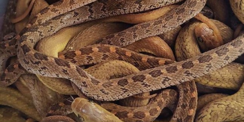 POL-DN: Zivilkräfte der Polizei entdecken illegalen Tiertransport - Foto: presseportal.de