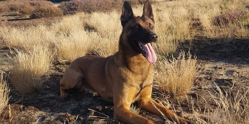 POL-DO: Diensthund Knox spürte lebensgefährlich unterkühlte Seniorin auf - Polizei dankt Dorstfelder Bürgerinnen und Bürgern für engagierte Hilfe - Foto: presseportal.de