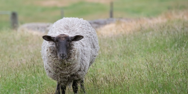POL-SE: Halstenbek - Polizei auf der Suche nach Suffolk-Schaf - Foto: presseportal.de