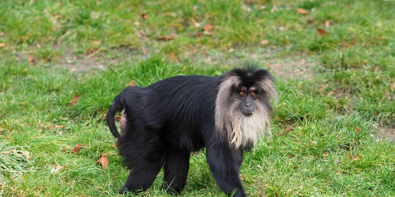 Das 15 Jahre alte Bartaffenweibchen Ruma ist gestohlen worden. - Foto: Zoo Leipzig/dpa